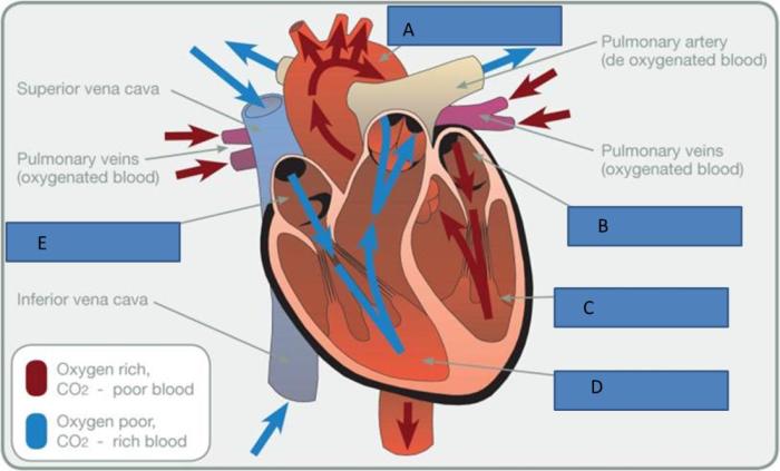 Cardiovascular system chambers of the heart coloring worksheet