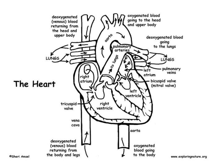 Cardiovascular system chambers of the heart coloring worksheet