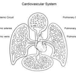 Cardiovascular system chambers of the heart coloring worksheet