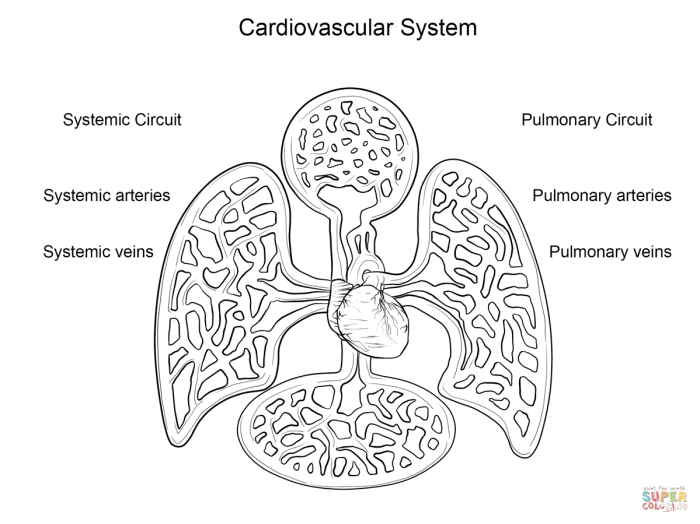 Cardiovascular system chambers of the heart coloring worksheet